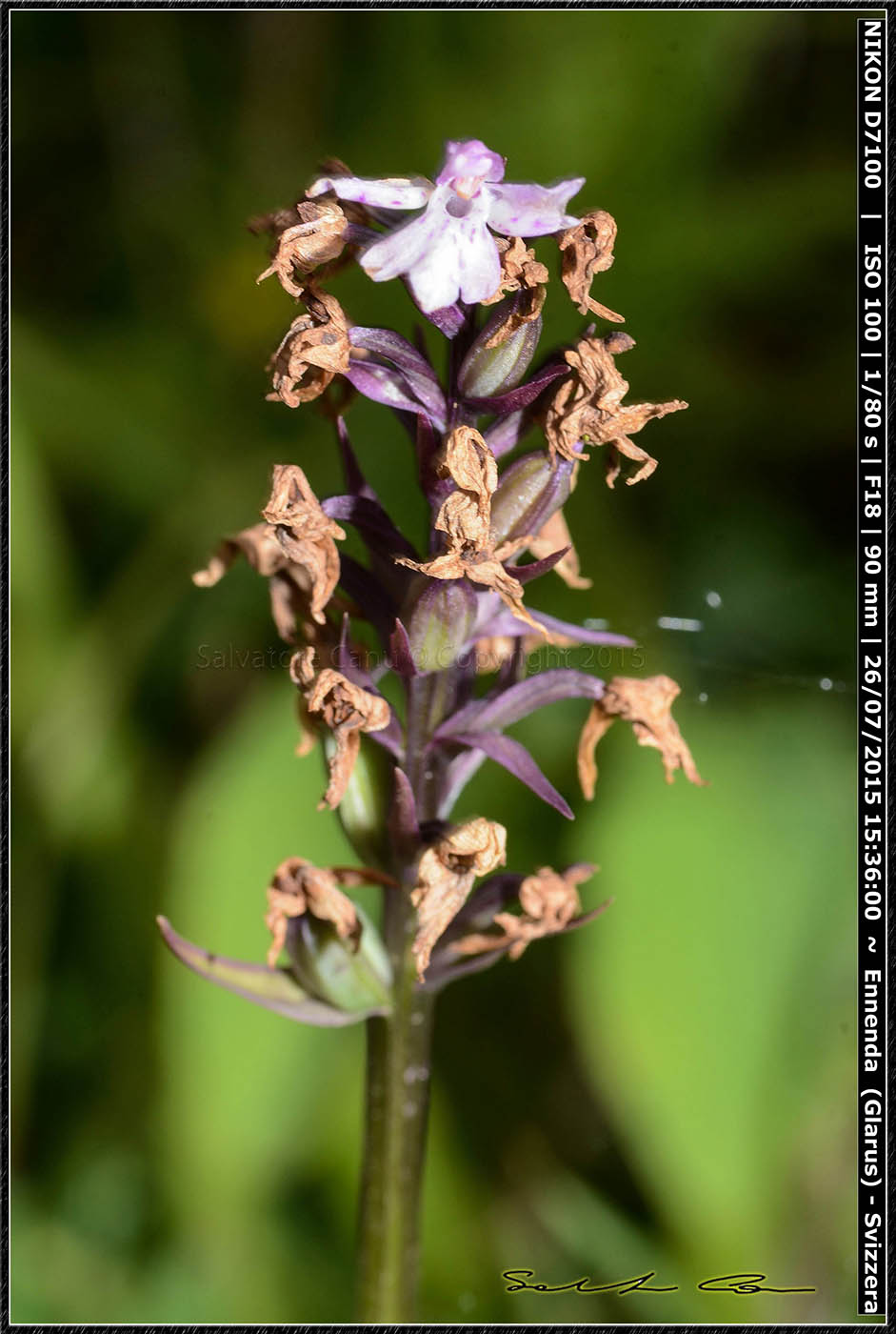 Svizzera - Dactylorhiza maculata subsp fuchsii